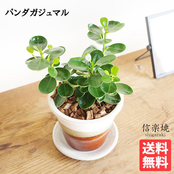 ミニ パンダガジュマル 信楽焼 陶器鉢植え 茶色 ゴムの木 送料無料