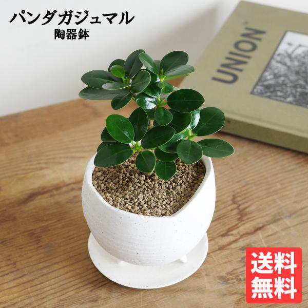 パンダガジュマル ミニ 白陶器鉢植え 三つ脚鉢 ゴムの木 送料無料 希少