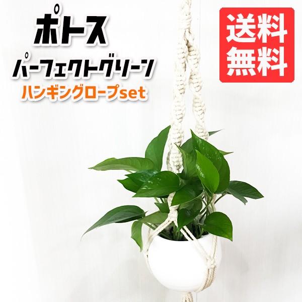 観葉植物 プラントハンキング セット ポトス パーフェクトグリーン 送料無料 育てやすい観葉植物 マクラメ Pgmacrame 観葉植物の パーフェクトグリーン 通販 Yahoo ショッピング