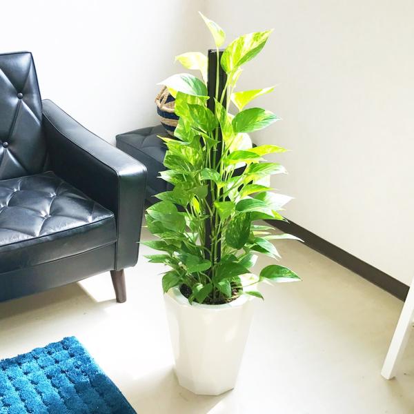 ポトス スタイリッシュな白色鉢カバー付 観葉植物 ヘゴ仕立て 育てやすい観葉植物 送料無料 Buyee Buyee 提供一站式最全面最專業現地yahoo Japan拍賣代bid代拍代購服務 Bot Online