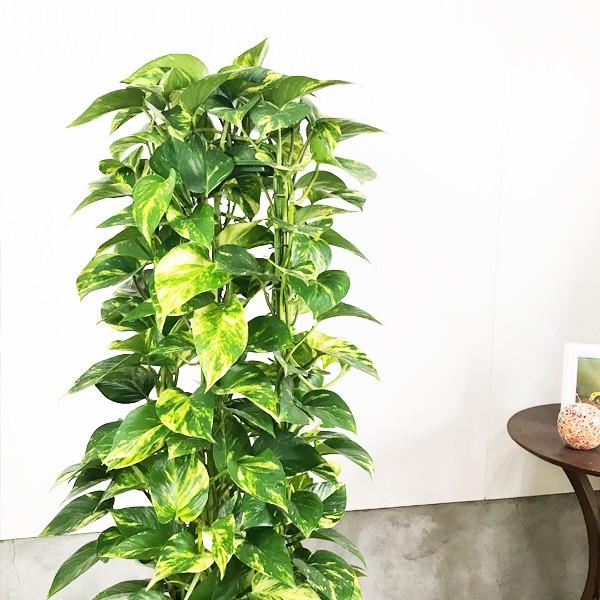 ポトス 鉢カバー付 送料無料 観葉植物 タワー仕立て 育てやすい観葉植物 中型 大型 Buyee 日本代购平台 产品购物网站大全 Buyee一站式代购 Bot Online