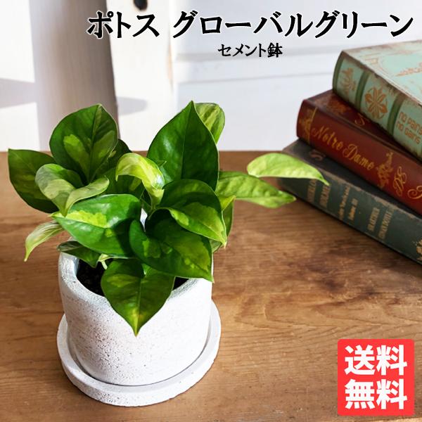 ポトス グローバルグリーン 白色鉢植え セメントホワイト 観葉植物 ミニ 卓上 セメントポット 丈夫で簡単 即日出荷 送料無料 Potosuggsement 観葉植物のパーフェクトグリーン 通販 Yahoo ショッピング