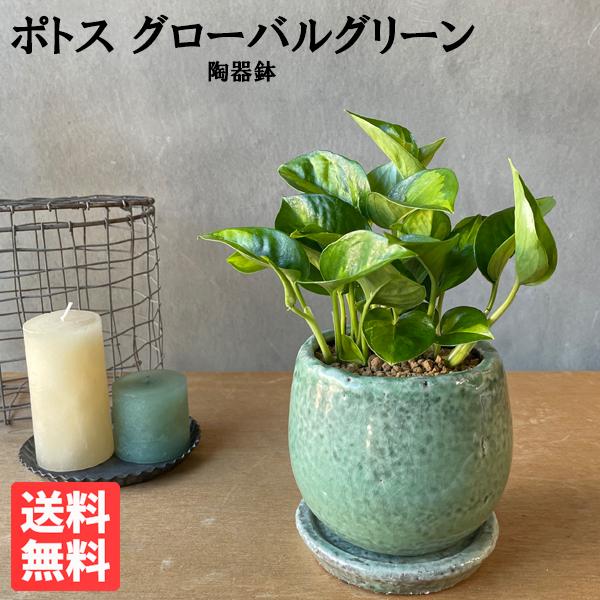 ポトス ”グローバルグリーン” グリーン アンティークテラコッタ鉢植え