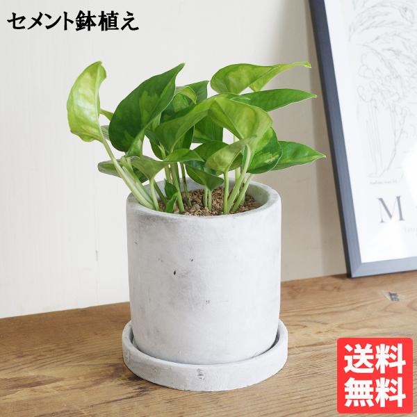 ポトス グローバルグリーン アッシュグレー セメント鉢植え 観葉植物 ミニ 卓上 セメントポット 丈夫で簡単 即日出荷 送料無料