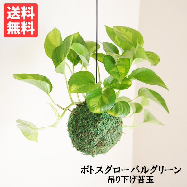 ポトスグローバルグリーン 苔玉仕立て 壁掛け ハンギング ワイヤー付