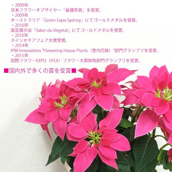 プリンセチア ホワイト ピンク 選べる色のポインセチア 送料無料 期間限定 鉢花 Buyee 日本代购平台 产品购物网站大全 Buyee一站式代购 Bot Online