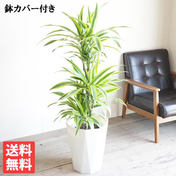 レモン ライム レモン 観葉植物の人気商品 通販 価格比較 価格 Com