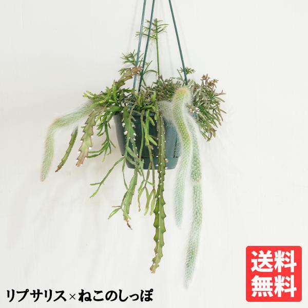 リプサリスとヒルデヴィンティラの吊り鉢 寄せ植え 管理しやすい
