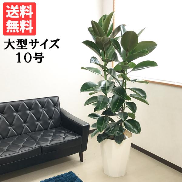 ゴムの木 大型の人気商品 通販 価格比較 価格 Com
