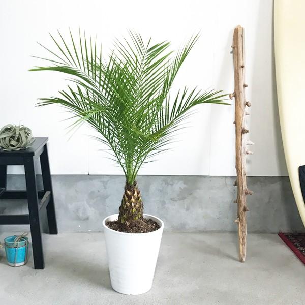 フェニックス ロベレニー ８号鉢 低めサイズ 状態良し ヤシ 送料無料 観葉植物 ヤシの木 Buyee Buyee Japanese Proxy Service Buy From Japan Bot Online