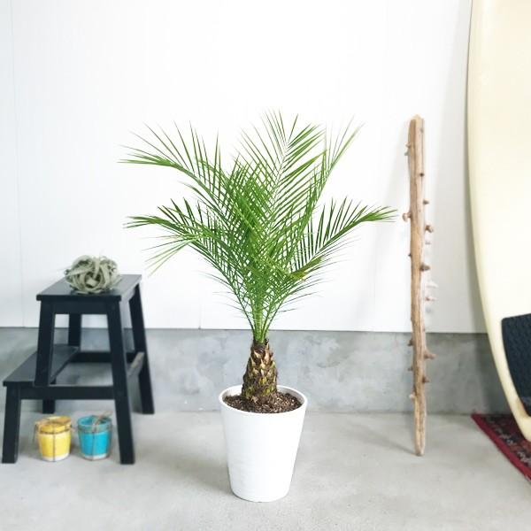 フェニックス ロベレニー ８号鉢 低めサイズ 状態良し ヤシ 送料無料 観葉植物 ヤシの木 Buyee Buyee 日本の通販商品 オークションの代理入札 代理購入