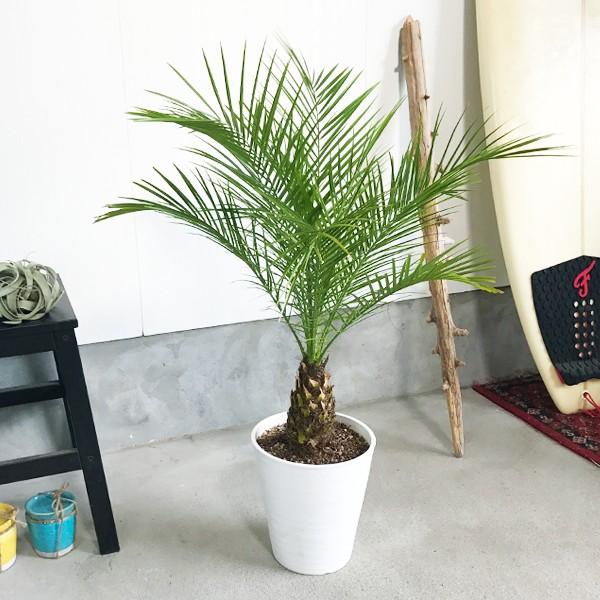 フェニックス ロベレニー ８号鉢 低めサイズ 状態良し ヤシ 送料無料 観葉植物 ヤシの木 Buyee Buyee Japanese Proxy Service Buy From Japan Bot Online