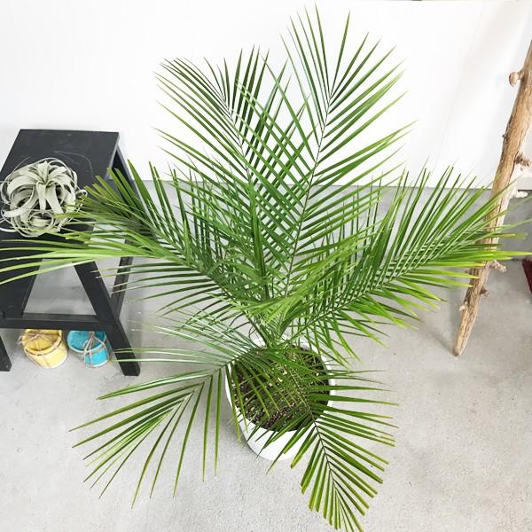 フェニックス ロベレニー ８号鉢 低めサイズ 状態良し ヤシ 送料無料 観葉植物 ヤシの木 Buyee Buyee Japanese Proxy Service Buy From Japan Bot Online