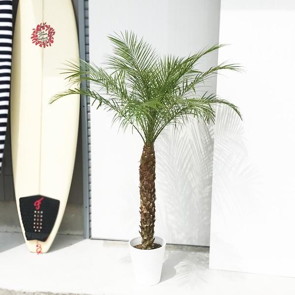 フェニックス ロベレニー ８号鉢 状態良し ヤシ 送料無料 観葉植物 ヤシの木 大型 Buyee Buyee Japanese Proxy Service Buy From Japan Bot Online
