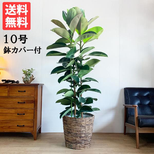 フィカス ロブスター 観葉植物 10号 大型 ゴムの木 鉢カバー付き