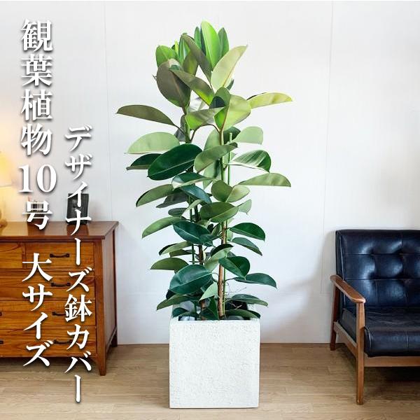 ロブスター 観葉植物 10号 大型 ゴムの木 キューブ型 高級鉢カバー付