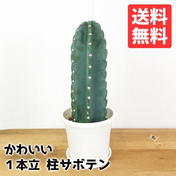 サボテン 柱サボテン 1本立 寒さに強い 観葉植物 ミニ 小型