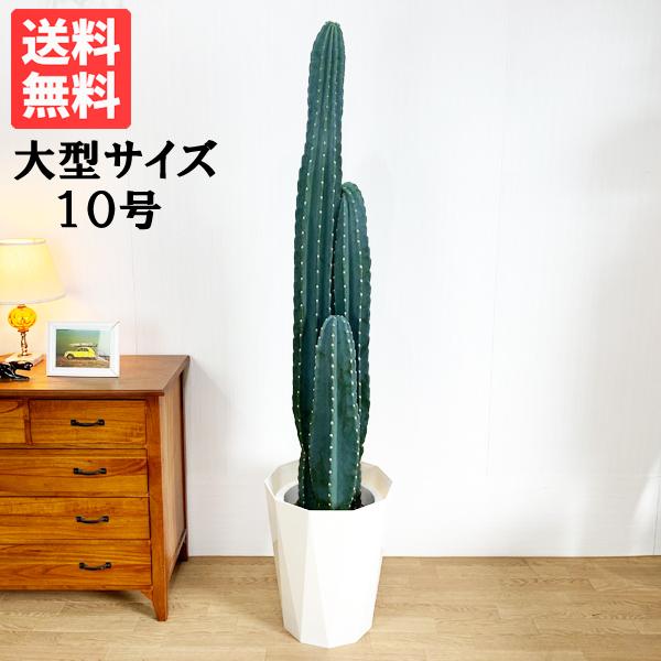 サボテン 柱サボテン 3本立 観葉植物 10号 大型 寒さに強い サボテン 柱サボテン 3本立 観葉植物 10号 大型 寒さに強い