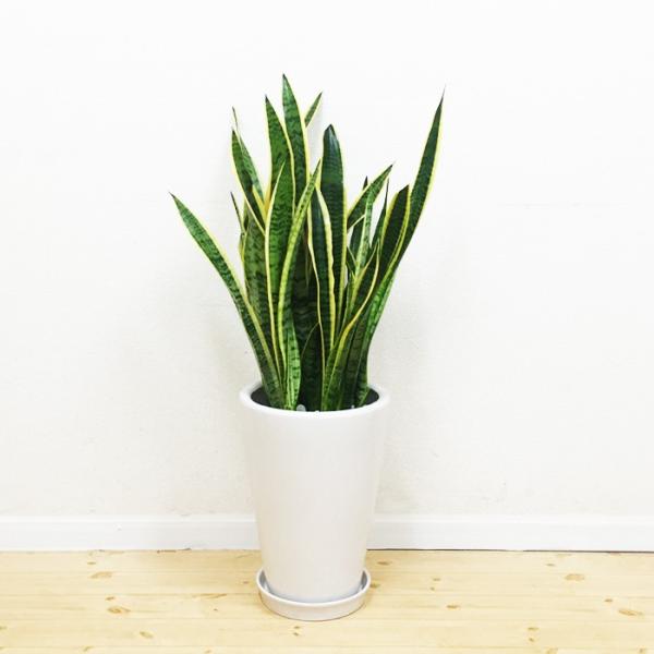 サンスベリア 陶器鉢 丸型 観葉植物 虎の尾 送料無料 中型 大型 Buyee Buyee 提供一站式最全面最專業現地yahoo Japan拍賣代bid代拍代購服務 Bot Online