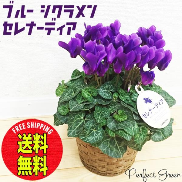 青いシクラメン セレナーディア 鉢カバー付 サントリー ブルーシクラメン 香りのアロマブルー 送料無料 レッド 花 鉢植え 鉢 クリスマス 誕生日 Buyee Buyee 提供一站式最全面最專業現地yahoo Japan拍賣代bid代拍代購服務 Bot Online