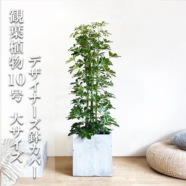 シェフレラ 青 ホンコンカポック 観葉植物 10号 大型 キューブ型 高級