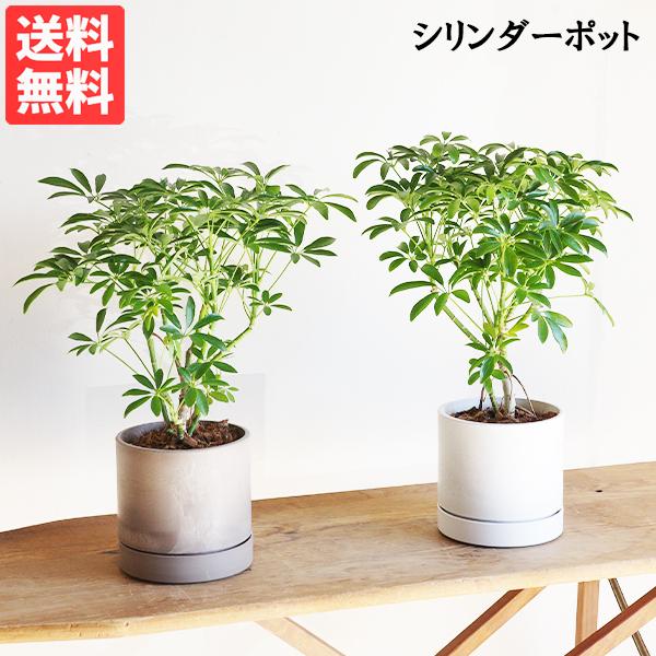観葉植物 シェフレラ コンパクタ シェフレラ コンパクタ 観葉植物 シリンダーポット 選べるカラー 中型