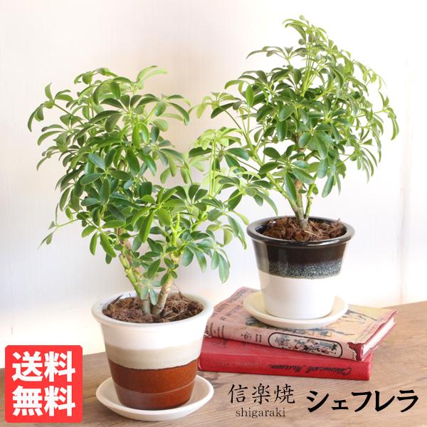 シェフレラ コンパクタ 選べる陶器鉢 信楽焼 卓上サイズ 観葉植物 ミニ