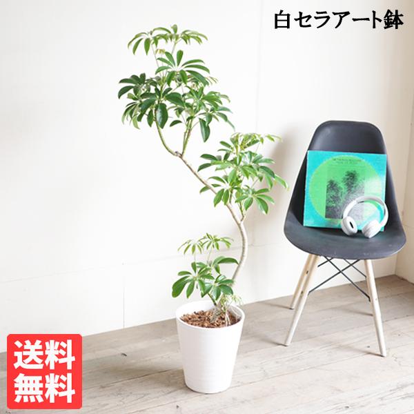 シェフレラ コンパクタ 観葉植物 S字樹形 ホワイトセラアート鉢