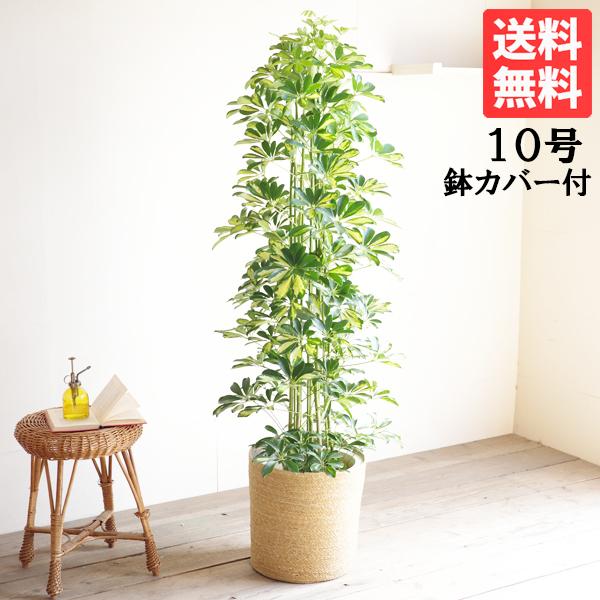 シェフレラ ホンコンカポック 斑入り 観葉植物 大型 やわらかいかご付