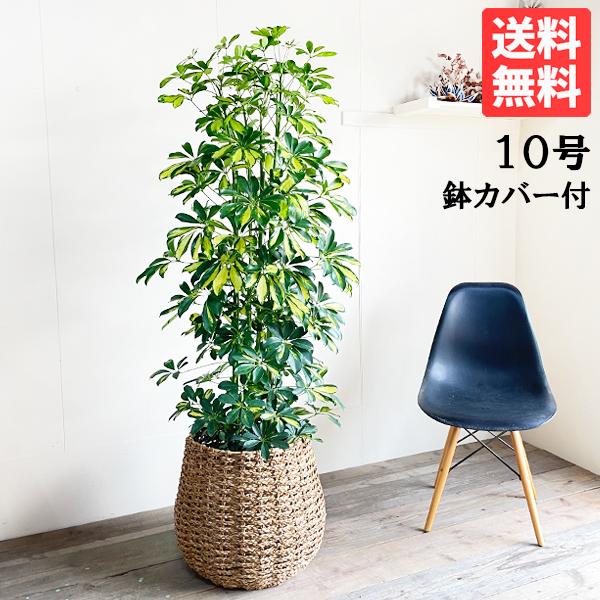 シェフレラ ホンコンカポック 斑入り 観葉植物 10号 大型 手編み
