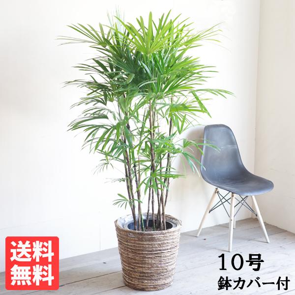 シュロチク 棕櫚竹 観葉植物 10号 大型 バナナリーフ鉢カバー