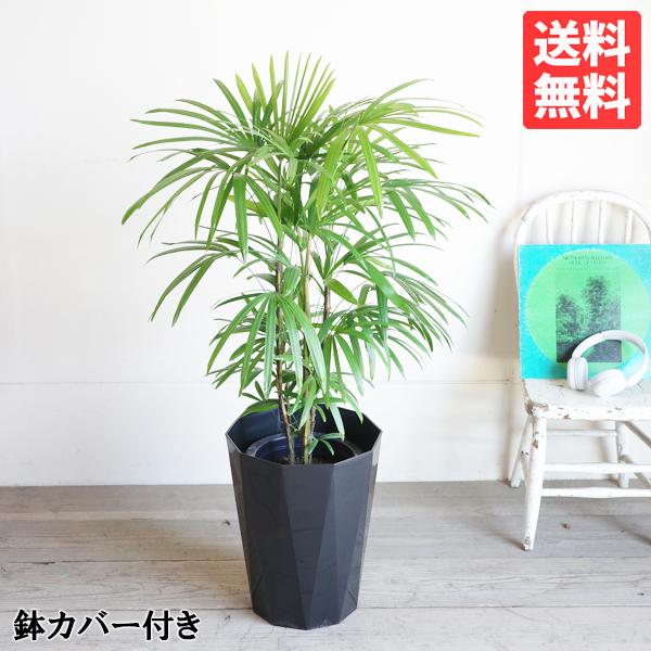 棕櫚竹 シュロチク 8号 スタイリッシュな黒色鉢カバー 寒さに 棕櫚竹 シュロチク 8号 スタイリッシュな黒色鉢カバー 寒さに