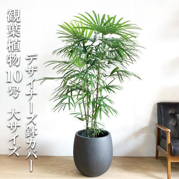 シュロチク 棕櫚竹 観葉植物 10号 大型 バルーン型 高級鉢カバー