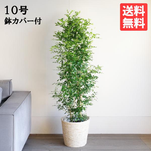 シルクジャスミン 観葉植物 10号 大型 ゲッキツ ナチュラル鉢カバー