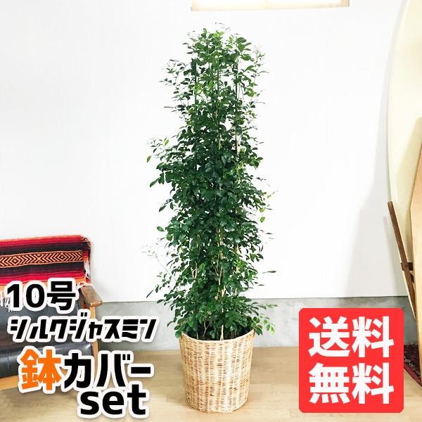 法人宛送料無料 シルクジャスミン ナチュラル鉢カバー付 ゲッキツ 大サイズ 大鉢 １０号鉢 観葉植物 大型 寒さに強い Buyee Buyee บร การต วกลางจากญ ป น ซ อจากประเทศญ ป น