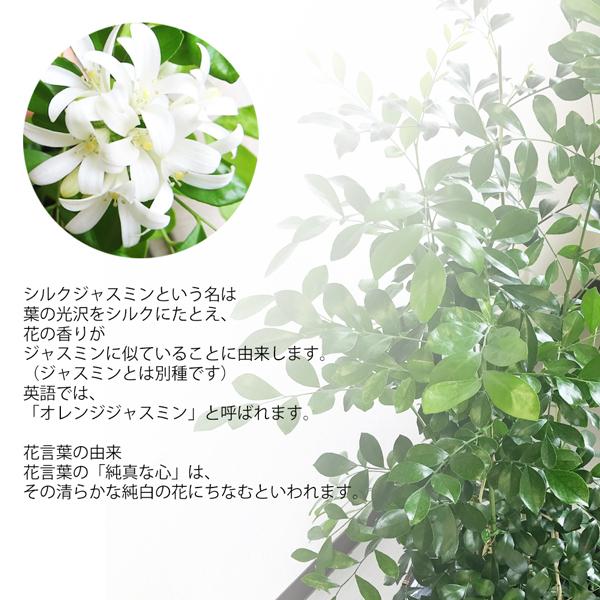 シルクジャスミン ナチュラル鉢カバー付 送料無料 ゲッキツ 観葉植物 中型 大型 寒さに強い Buyee 日本代购平台 产品购物网站大全 Buyee一站式代购 Bot Online