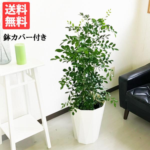 シルクジャスミン スタイリッシュな白色鉢カバー付 送料無料 ゲッキツ 観葉植物 中型 大型 寒さに強い Buyee Buyee Japanese Proxy Service Buy From Japan Bot Online
