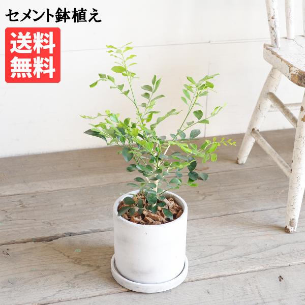 シルクジャスミン アッシュグレー セメント鉢植え 送料無料 ゲッキツ