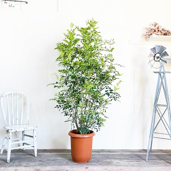 法人宛送料無料 シマトネリコ トネリコ １０号 大鉢 大型 鉢植え 株立ち 庭木 トネリコの木 インテリア ガーデニング 観葉植物 Buyee Buyee 日本の通販商品 オークションの代理入札 代理購入