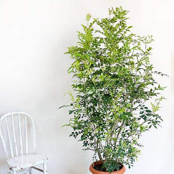 法人宛送料無料 シマトネリコ トネリコ １０号 大鉢 大型 鉢植え 株立ち 庭木 トネリコの木 インテリア ガーデニング 観葉植物 Buyee Buyee Japanese Proxy Service Buy From Japan Bot Online