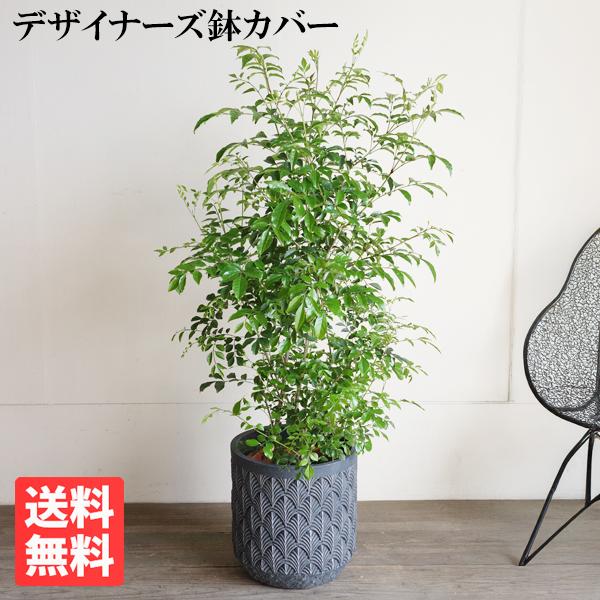シマトネリコ ファイバーセメント鉢カバー付 ブルーブラック 送料無料