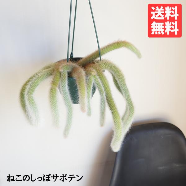 ねこのしっぽ サボテン ヒルデヴィンティラ コラデモノニス ヒモ