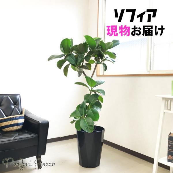 現物 フィカス ソフィア スタイリッシュな鉢カバー付 大型 観葉植物 送料無料 Buyee 日本代购平台 产品购物网站大全 Buyee一站式代购 Bot Online