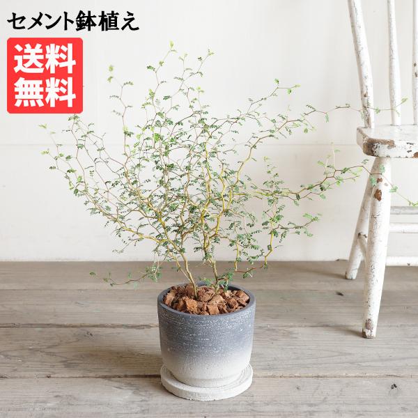 ソフォラ リトルベイビー 特大 セメント鉢植え グラデーション 観葉植物 送料無料 即日出荷