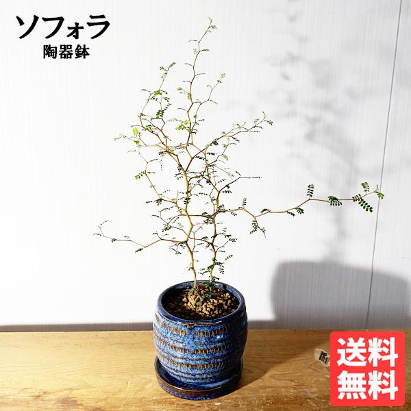 ソフォラ リトルベイビー 藍色の陶器鉢植え 卓上サイズ 観葉植物 ミニ Bonsaibowl 送料無料 即日出荷 青 Blue Sophorabonsaibl 観葉植物のパーフェクトグリーン 通販 Yahoo ショッピング
