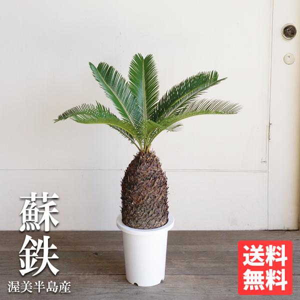 蘇鉄 大きめ ソテツ 観葉植物 庭木 シンボルツリー 渥美半島