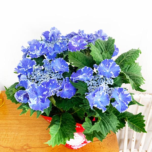 アジサイ スターリットスカイ 母の日ギフト 送料無料 ジャパンデザイン特別賞 紫陽花 母の日 Buyee 日本代购平台 产品购物网站大全 Buyee一站式代购 Bot Online