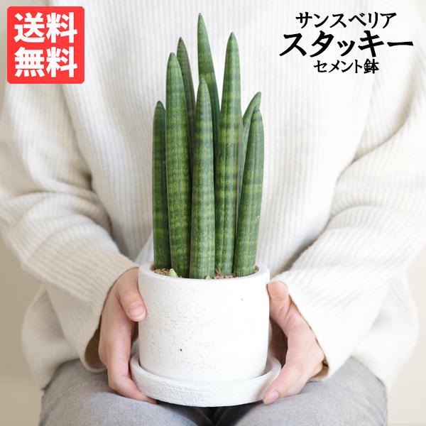 サンスベリア スタッキー セメントホワイト 観葉植物 ミニ 卓上