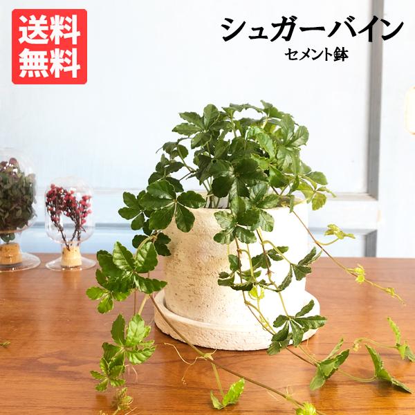 観葉植物 シュガーバインの人気商品 通販 価格比較 価格 Com