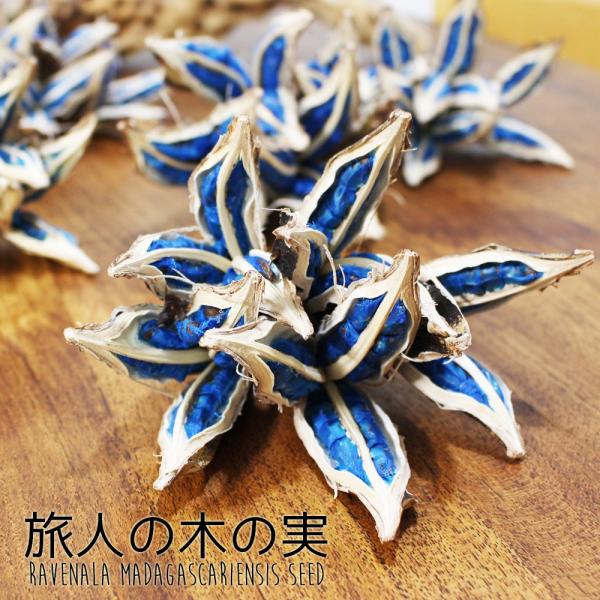 旅人の木の 種 旅人の木の実 希少 レア植物 オブジェ 飾り 装飾 旅人の木 観葉植物 送料無料 即日出荷 Tabibito 観葉植物のパーフェクトグリーン 通販 Yahoo ショッピング